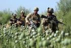     阿富汗戰爭：令人乍舌的毒品經濟
