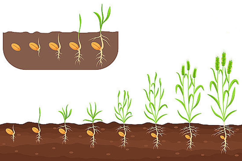 從一粒種子看世界造化